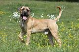BOERBULL 002